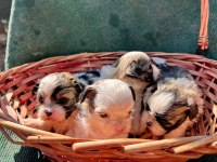 Shih tzu yavrular