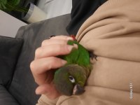 2 AYLIK ELE ALIŞIK KONUR PAPAĞANI