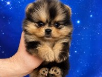 Pomeranian Boo Merle Teacup