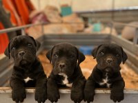 Cane corso erkek yavrular