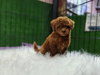 Poodle ailemize katılmak istemez misiniz