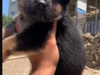 Orjinal alman çoban köpeği (alman kurdu) yavrusu
