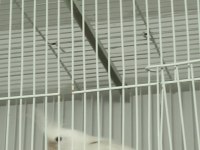 Yaşında dişi kırmızı göz albino silver sultan papağanı