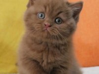 En Güzel Saf Kan Chocolate British Shorthair