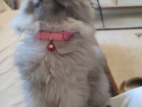 3 buçuk aylık dişi bir melek british longhair