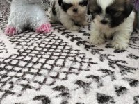 Shih tzu bebeklerimiz