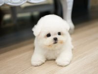 Safkan pomeranian boo köpekler