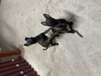 60 günlük Belçika Çoban Köpeği (Malinois)
