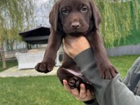 Çikolata Labrador Irk garantili Sevimli Yavrular