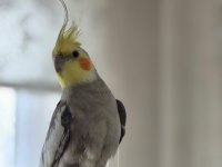Erkek Sultan Papağanı Asil Cins Kızgın