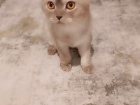 Scottish fold kedimize yeni yuva arıyoruz