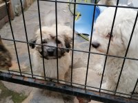 Çok zeki köpeğimiz