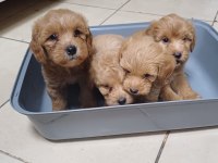 Maltipoo yavrular