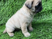 PUG MOPS MUHTEŞEM GÜZELLER