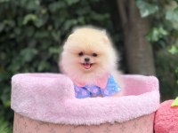 Orjinal ayı surat Pomeranian 