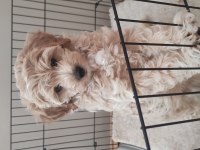 İzmir erkek maltipoo
