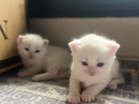British shorthair yavrularıma yuva arıyorum