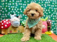 Safkan Toy Poodle Bebekler