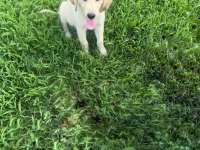 Golden Retriever Köpekler