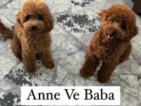 5 Haftalık Teacup Poodle