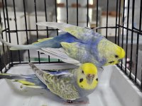 10 TAKIM RENGARENK RAINBOW MUHABBET KUŞU TAKIMLAR