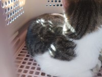 ÇOCUKLU AİLELER İÇİN UYGUN KEDİMİZ ISIRMA TIRMALAMA YOK