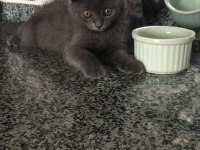 2 Buçuk Aylık Erkek Scottish Fold