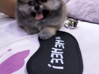 Pomeranian yavrular