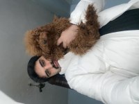 Yetişkin dişi poodle