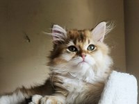 Golden British Longhair Bebeğimiz