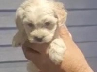 Maltipoo yavrularımız teslime hazır