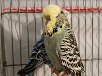 2 takım show jumbo muhabbet kuşu