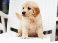 Golden Retriever Yavruları