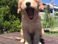 En microsu en özeli benim olsun isteyenlere poodle