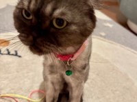 Ücretsiz Sahiplendirme Scottish Fold Kedimiz