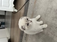 3 aylık uygun scottish fold