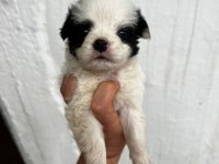 Morkie son 2 yavrularımız