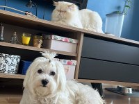 Maltese 0 grup
