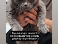 Sahipsiz kayıp kedimiz