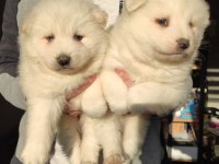 Kar Beyazı Samoyed Yavrularımız