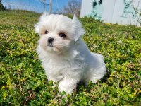 MiniBoy Kore Kanı Maltese Bebekler -- Sun Kennels