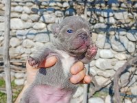 Exotic french bulldog