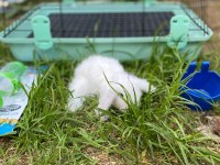 Hollanda Lop Tavşanı Yavrular Her Yere Gönderim