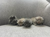 British Shorthair Yavrularım Yuvalarını Bekliyor