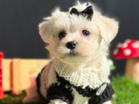 TEDDY FACE MALTİPOO BEBEKLERİMİZ