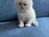 Longhair tatlı kedi