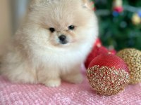 Pomeranian boo orijinal teacup 2.5 aylık parazitler tam