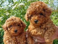 Orjinal Irk Garantili Toy Poodle