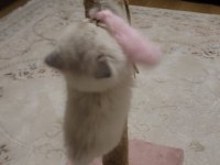 Erkek Yavru British Longhair