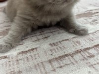 Kedimiz scottish fold 2 aylık